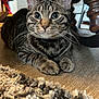Bigmac joined the competition — help win amazing prizes! cat, tabby_cat, indoor, wooden_chair, floor, rug, whiskers, eyes, paws, pet, animal, curious, closeup, feline, household, resting, fur, tabby_pattern, cozy, domestic