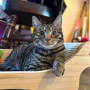 Bigmac is registered to the contest to win money with this photo: cat, tabby, pet, animal, feline, wooden_bed, indoor, relaxed, paw, fur, whiskers, eyes, striped, curious, closeup, floor, furniture, cozy, resting, household