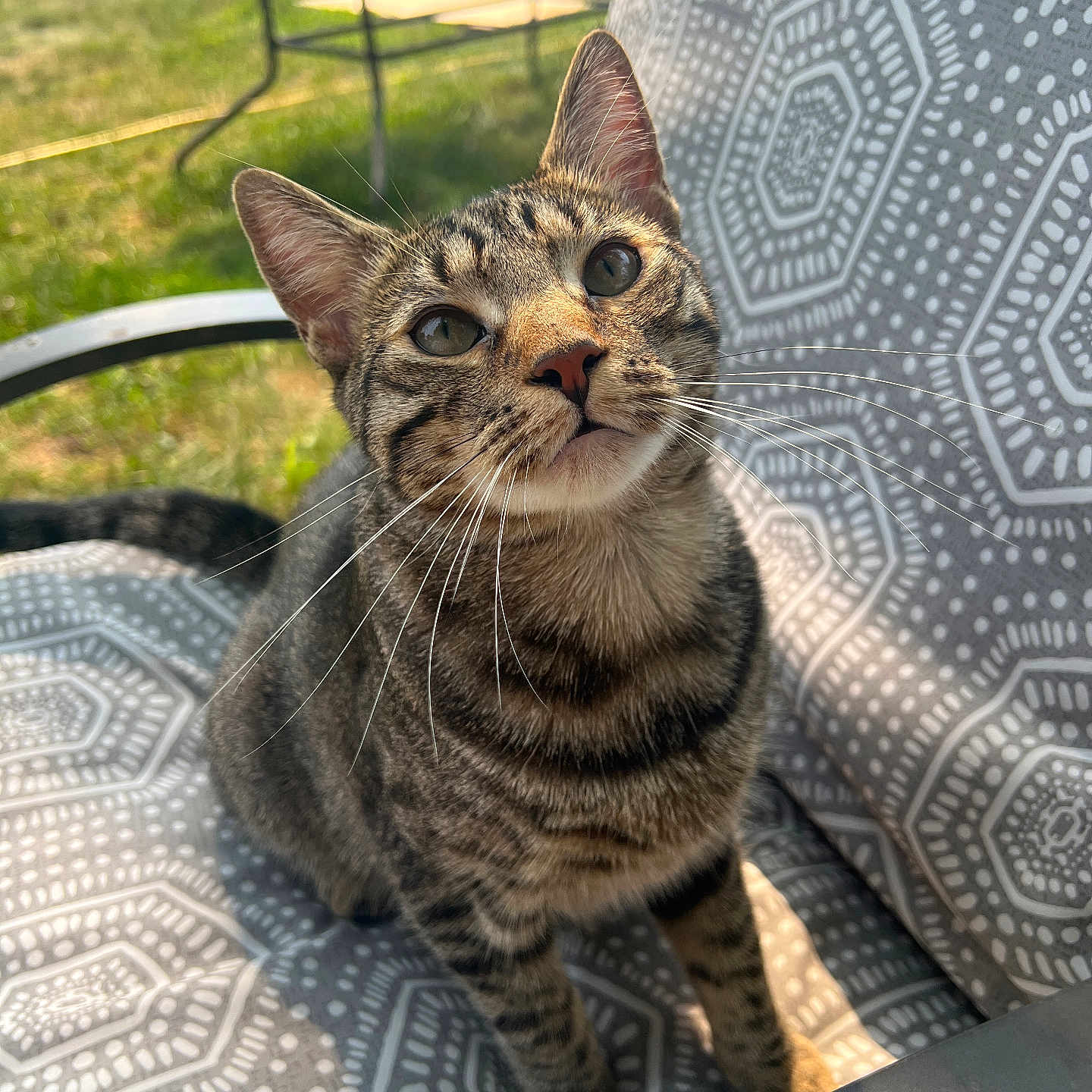 Bigmac is registered to the contest to win money with this photo: animal, cat, chair, closeup, curious, cute, daylight, domestic_cat, feline, garden, green_eyes, nature, outdoor, pattern, pet, relaxing, sitting, sunlight, tabby, whiskers