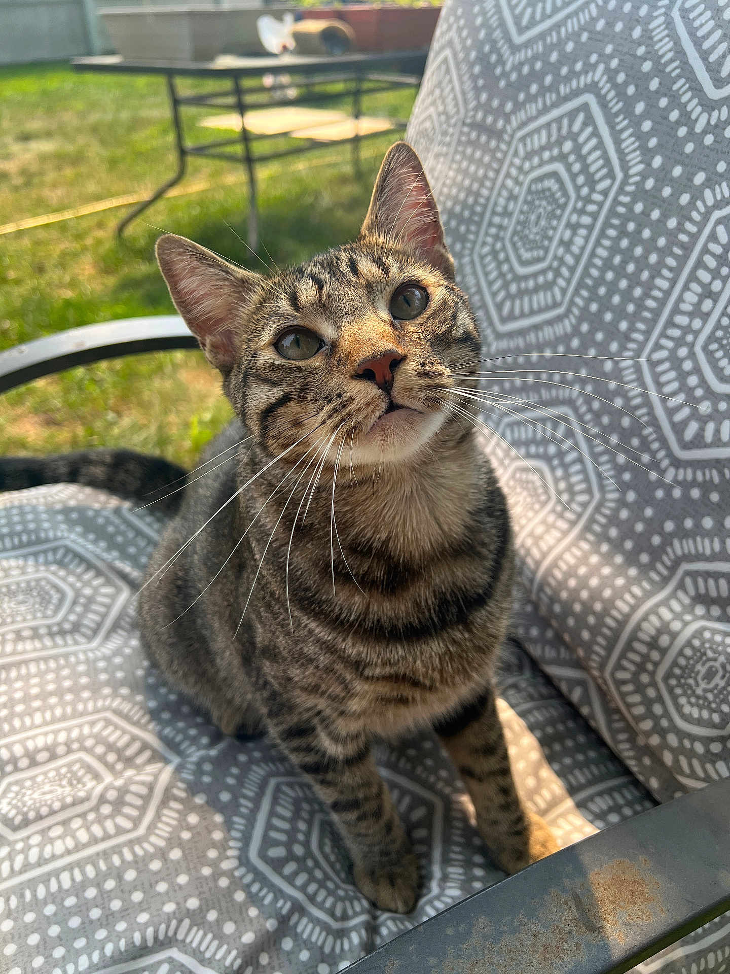 Bigmac is registered to the contest to win money with this photo: cat, tabby, animal, pet, outdoor, chair, pattern, sunlight, whiskers, green_eyes, garden, feline, cute, sitting, closeup, nature, daylight, relaxing, curious, domestic_cat