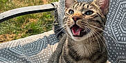 Bigmac joined the competition — help win amazing prizes! cat, tabby, animal, pet, outdoor, chair, cushion, grass, sunlight, pattern, whiskers, fur, mouth_open, ears, sitting, daylight, nature, happy, feline, closeup