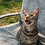cat, tabby, animal, pet, outdoor, chair, cushion, grass, sunlight, pattern, whiskers, fur, mouth_open, ears, sitting, daylight, nature, happy, feline, closeup
