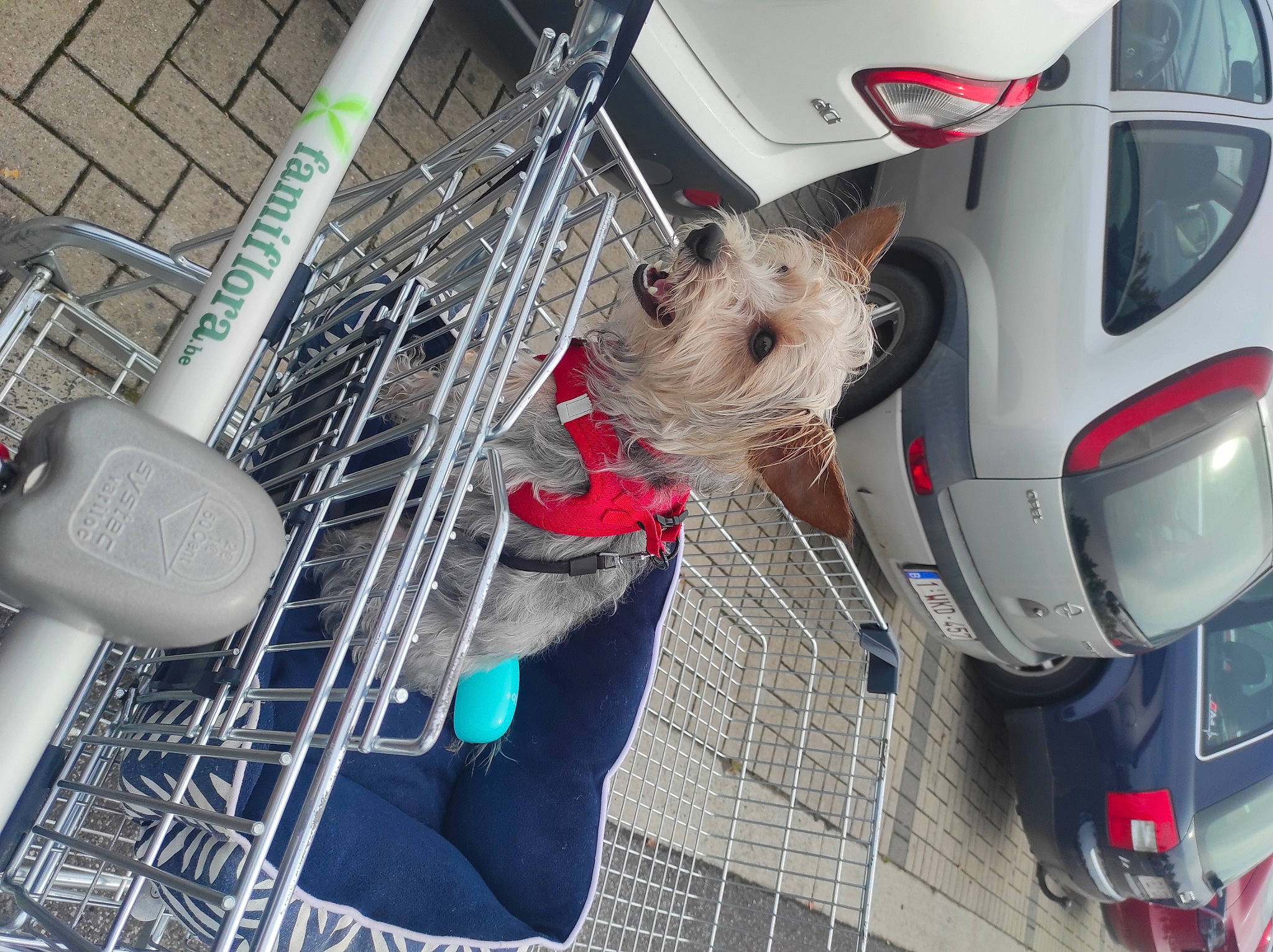 Winnie a rejoint le concours — aidez-le/la à gagner de superbes lots ! auto_part, automotive_design, automotive_exterior, automotive_lighting, automotive_window_part, car, carnivore, dog, event, family_car, hood, luxury_vehicle, motor_vehicle, plant, service, snout, trunk, vehicle, vehicle_door, vehicle_registration_plate