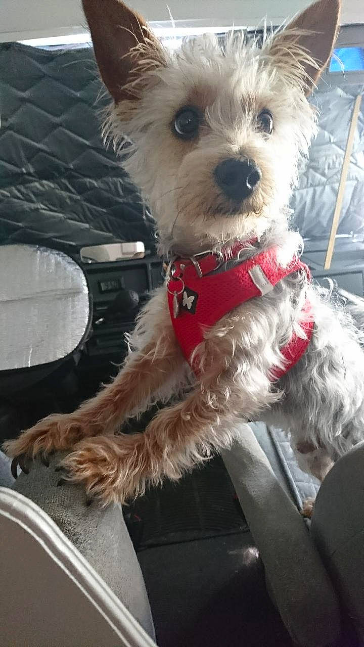 Winnie participe au concours pour gagner de l'argent avec cette photo : biewer_terrier, canidae, carnivore, collar, companion_dog, dog, dog_breed, dog_clothes, dog_collar, dog_supply, fashion_accessory, fur, leash, small_terrier, snout, sporting_group, terrier, toy_dog, working_animal, working_terrier