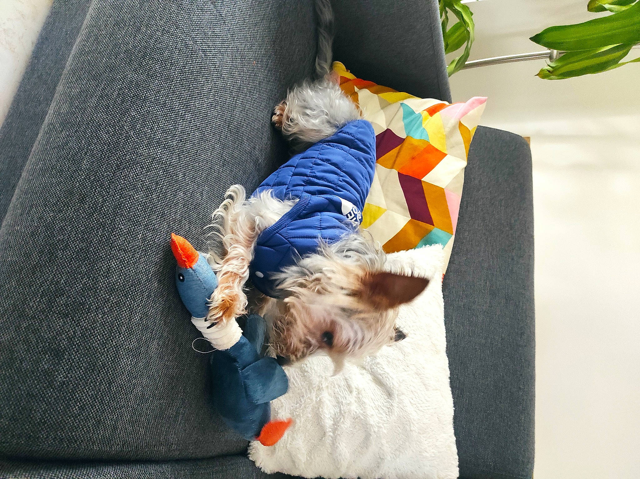 Winnie a rejoint le concours — aidez-le/la à gagner de superbes lots ! canidae, carnivore, comfort, companion_dog, couch, dog, dog_breed, dog_clothes, dog_supply, electric_blue, fur, linens, plant, room, sitting, small_terrier, sporting_group, stuffed_toy, toy, toy_dog