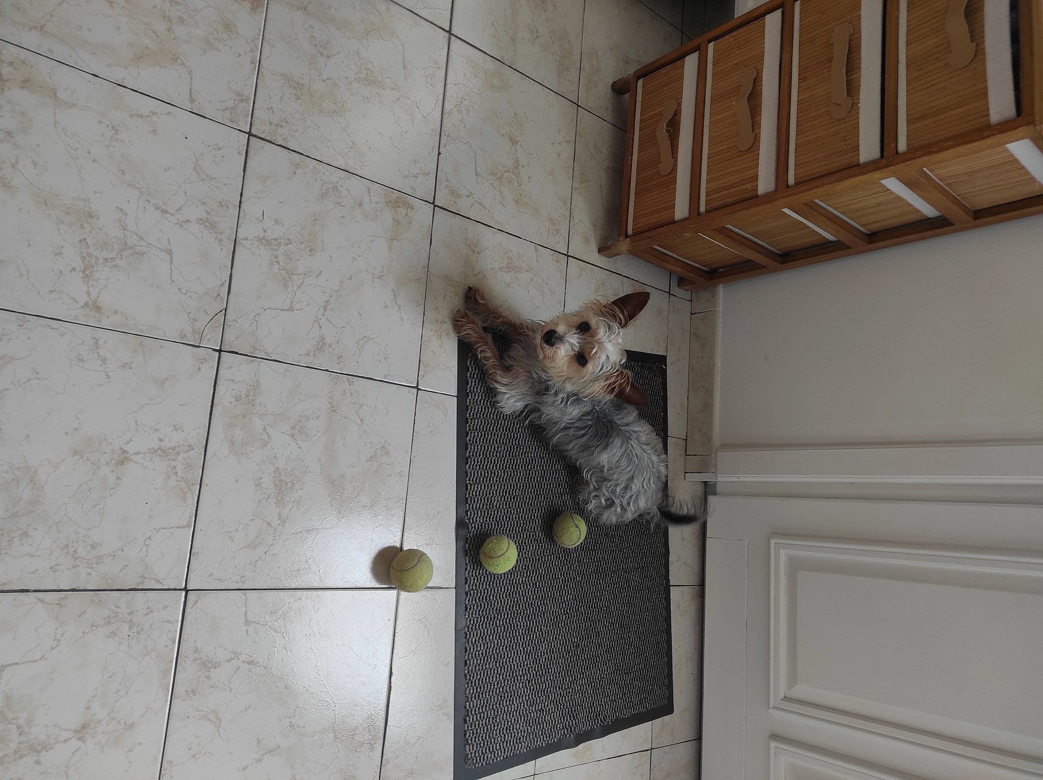 Winnie participe au concours pour gagner de l'argent avec cette photo : cabinetry, carnivore, cat, ceiling, domestic_short_haired_cat, door, fawn, felidae, floor, flooring, grey, hardwood, mesh, shelf, shelving, small_to_medium_sized_cats, snout, tail, whiskers, wood