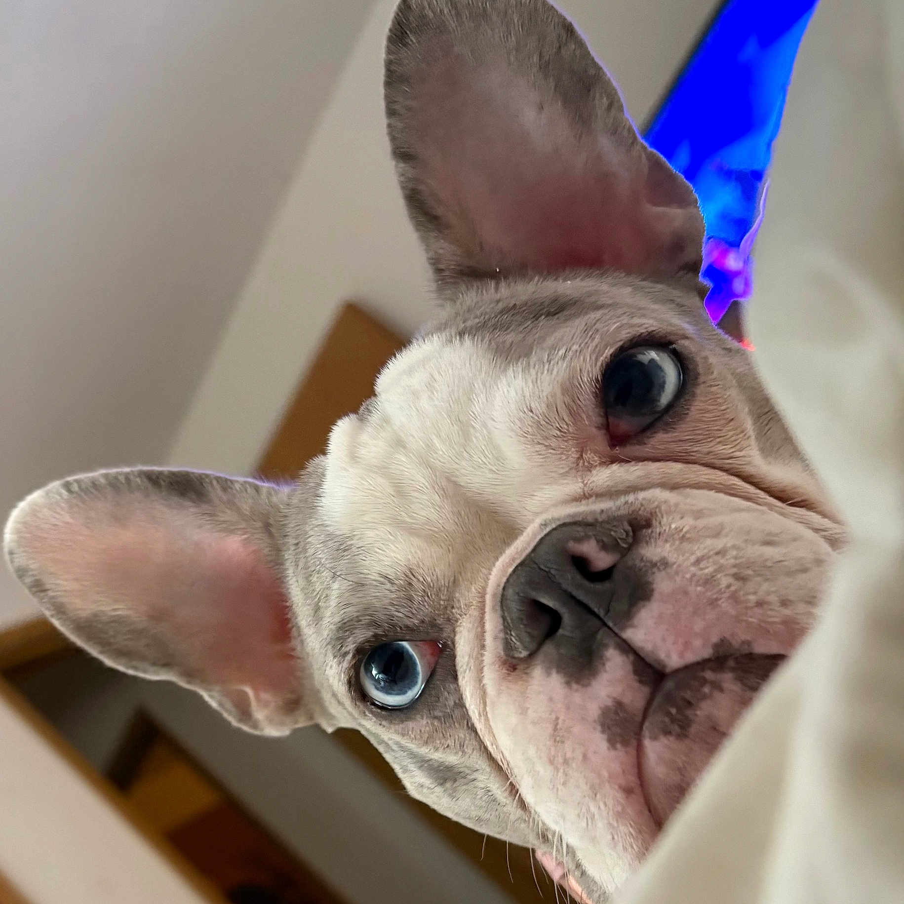 Atha Rhea joined the competition — help win amazing prizes! bed, big_ears, blanket, blue_eye, close_up, curious, dog, french_bulldog, gray_fur, indoor, muzzle, nose, pet, pink_nose, playful, portrait, soft_background, stare, white_fur, wrinkled_face