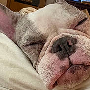 Atha Rhea joined the competition — help win amazing prizes! bed, blanket, canine, close_up, cozy, dog, domestic, ear, french_bulldog, fur, indoor, muzzle, nose, pet, pink_nose, portrait, relaxed, sleeping, whiskers, wrinkles