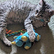 Char-Ja Aka Cj joined the competition — help win amazing prizes! cat, kitten, tabby, toy, plush, blue, carpet, playing, pet, animal, cute, lying_down, paw, whiskers, collar, indoor, feline, striped, young, domestic