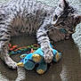 cat, kitten, tabby, toy, plush, blue, carpet, playing, pet, animal, cute, lying_down, paw, whiskers, collar, indoor, feline, striped, young, domestic
