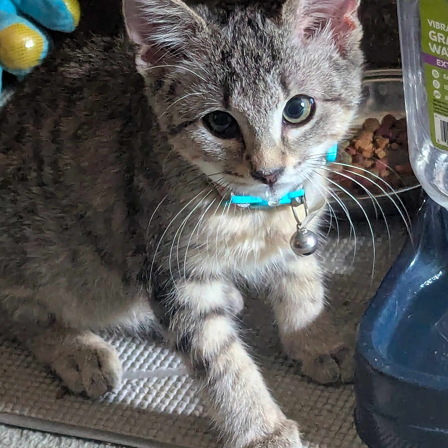 Char-Ja Aka Cj is registered to the contest to win money with this photo: animal, bell, carpet, cat, closeup, collar, curious, domestic, feline, food, indoor, kibble, kitten, mat, paw, pet, tabby, water_dispenser, whiskers, young