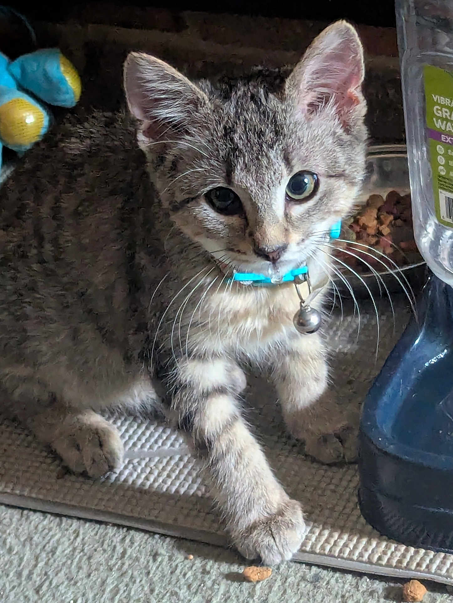 Char-Ja Aka Cj is registered to the contest to win money with this photo: kitten, cat, tabby, collar, bell, pet, indoor, food, kibble, water_dispenser, curious, feline, paw, whiskers, carpet, mat, young, animal, domestic, closeup
