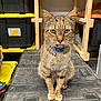 cat, tabby, pet, feline, collar, bell, tongue_out, whiskers, paws, sitting, toolbox, plastic_container, shelving, wooden_shelf, storage, garage, indoor, close_up, portrait, curious