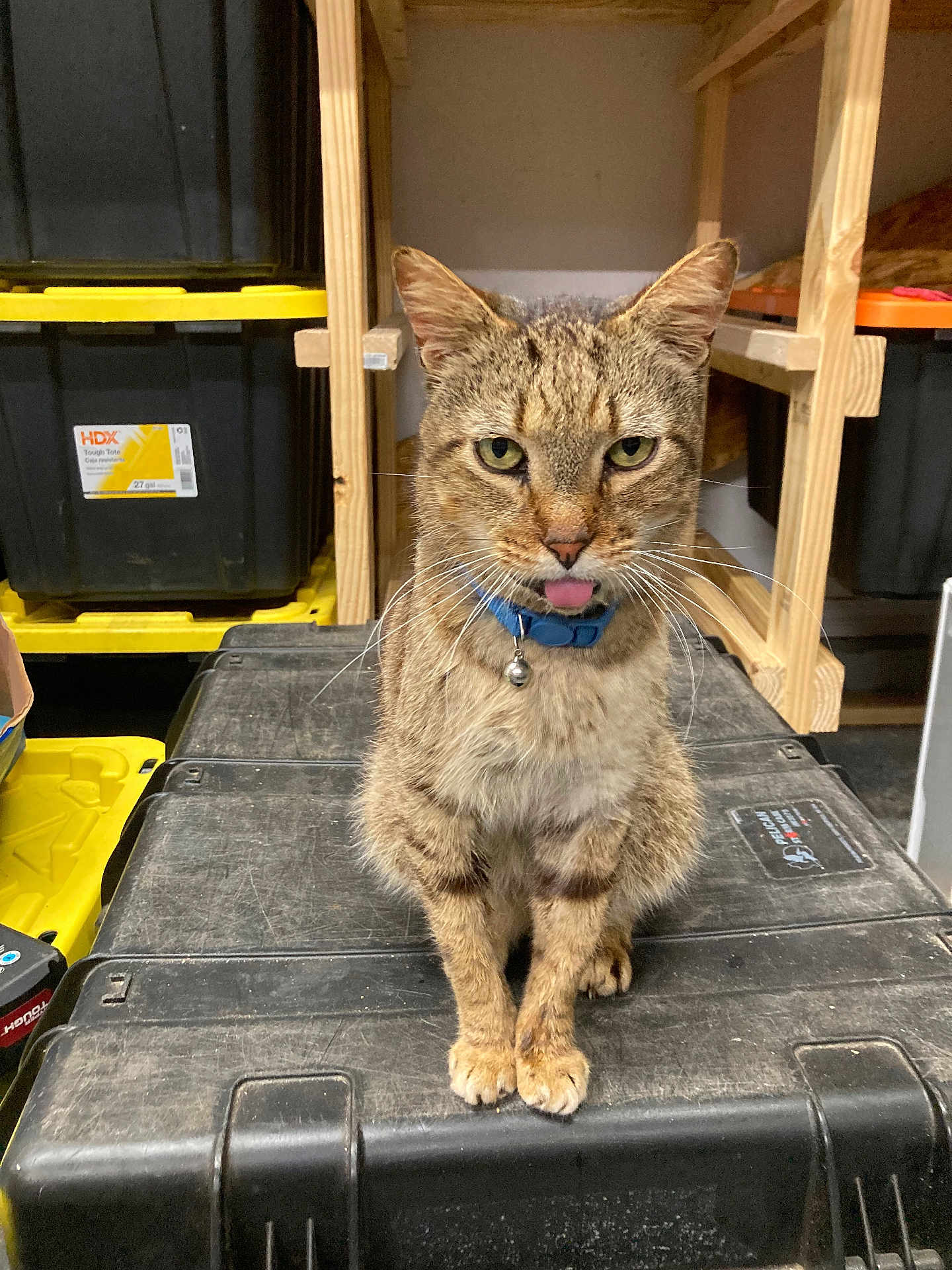 Andy joined the competition — help win amazing prizes! cat, tabby, pet, feline, collar, bell, tongue_out, whiskers, paws, sitting, toolbox, plastic_container, shelving, wooden_shelf, storage, garage, indoor, close_up, portrait, curious