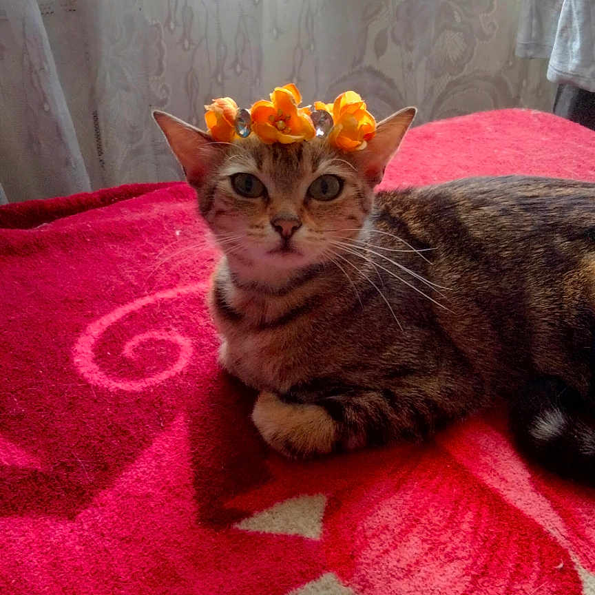 Minette participe au concours pour gagner de l'argent avec cette photo : abyssinian, animal, blanket, cat, curtain, face, flower, furniture, head, homedecor, indoors, kitten, linen, manx, person, pet, petal, plant, pottedplant, quilt