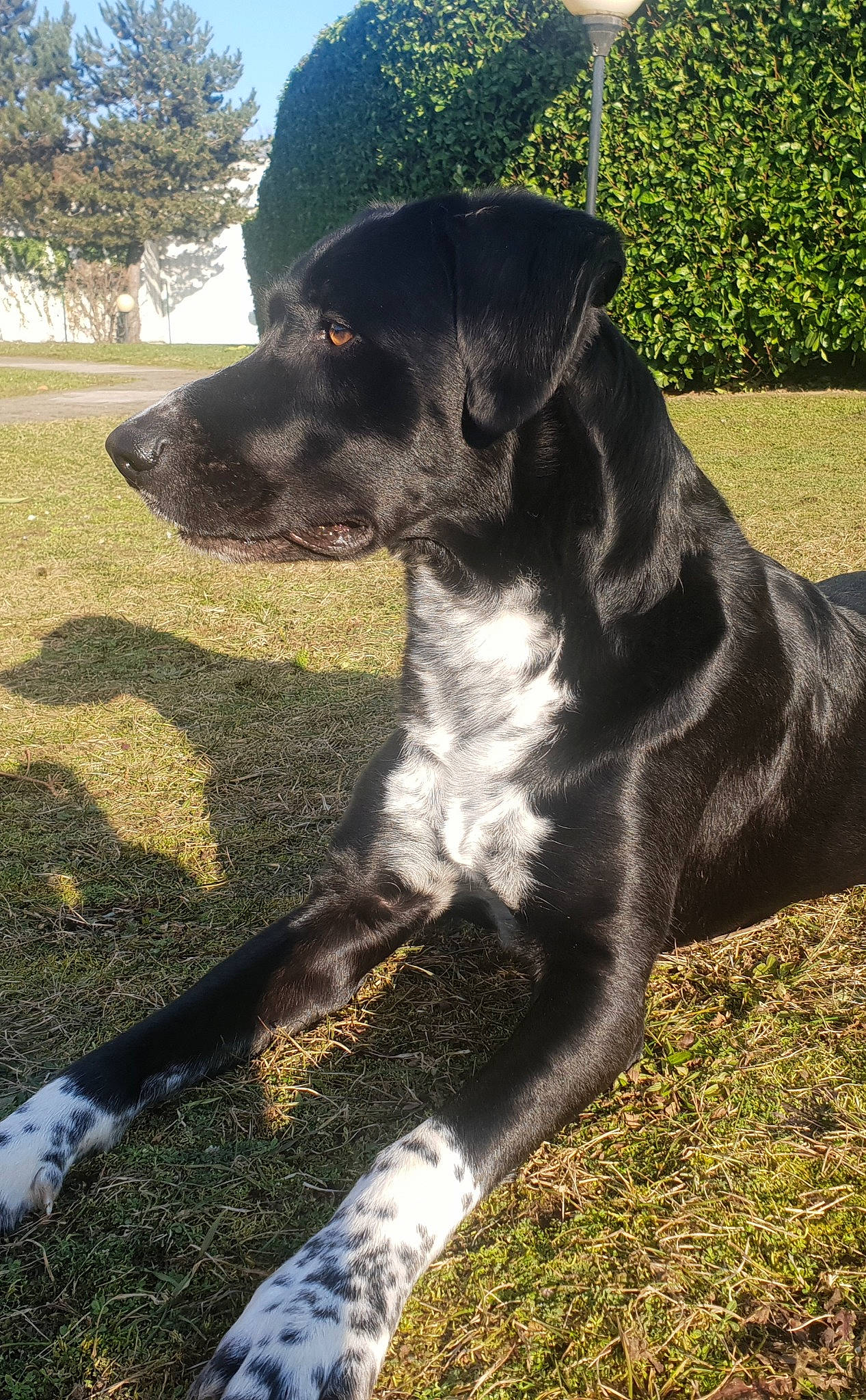 Roots participe au concours pour gagner de l'argent avec cette photo : alaunt, borador, canidae, carnivore, dog, dog_breed, great_dane, guard_dog, mammal, patterdale_terrier, rare_breed_dog, snout, sporting_group, tail, vertebrate