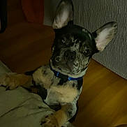 Meech is registered to the contest to win money with this photo: dog, puppy, merle, brindle, french_bulldog, blue_collar, ears, paws, pet, indoor, couch, blanket, looking_at_camera, close_up, portrait, curious, domestic_animal, companion, nighttime, whiskers