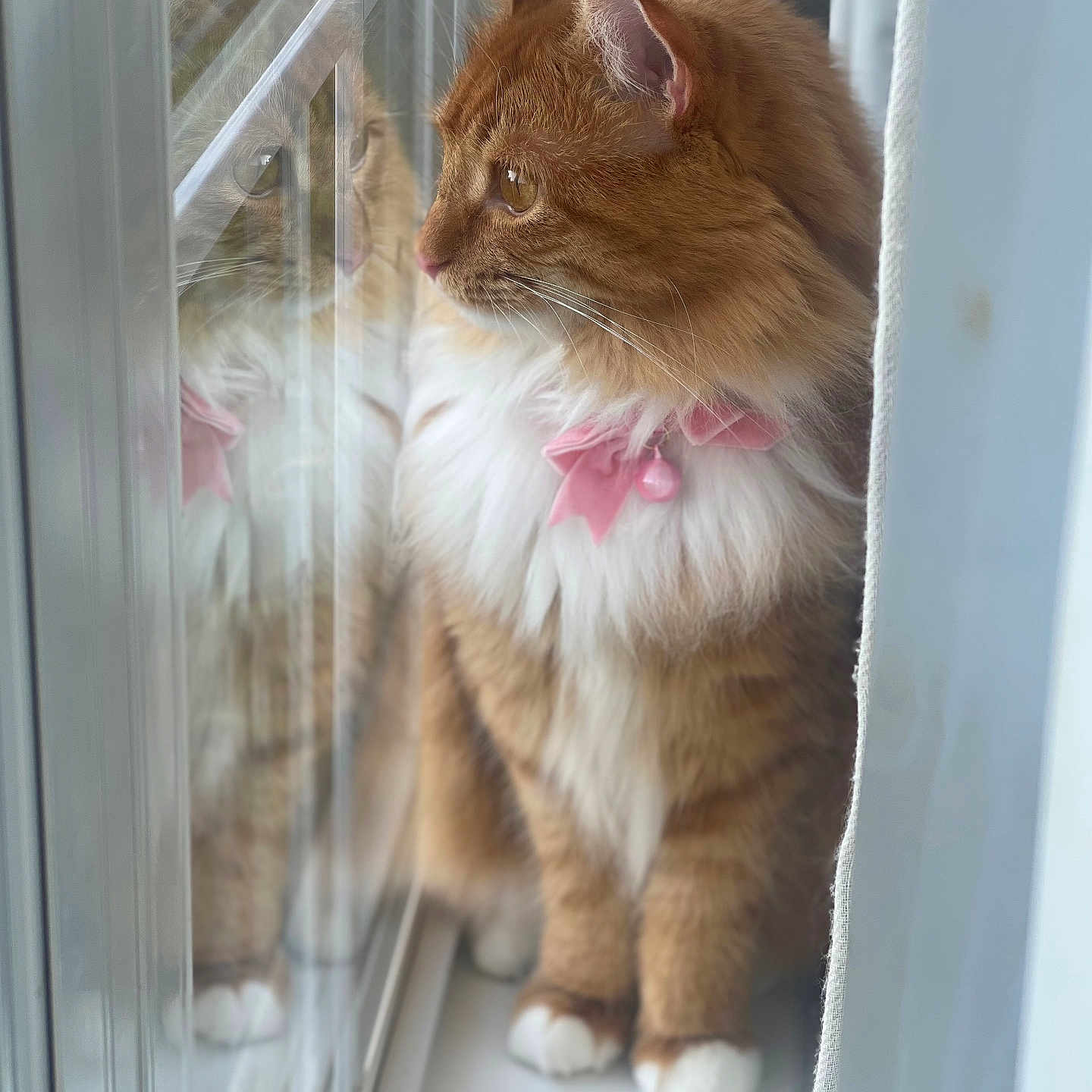 Gigi joined the competition — help win amazing prizes! abyssinian, accessories, angora, animal, bodypart, cat, collar, door, hardwood, kitten, manx, mouth, person, pet, plush, sleeping, toy, window, windowsill, wood