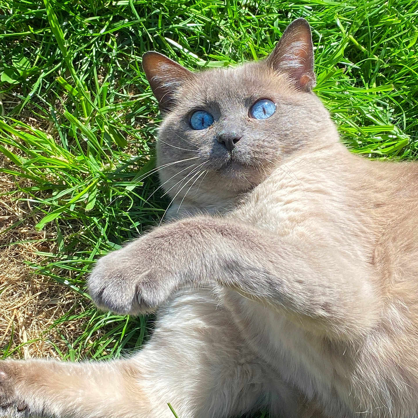 Moka a rejoint le concours — aidez-le/la à gagner de superbes lots ! alert, animal, blue_eyes, cat, closeup, cute, daylight, feline, fur, grass, lying_down, mammal, nature, outdoor, paw, pet, playful, relaxed, sunlight, whiskers