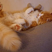 Maïna a rejoint le concours — aidez-le/la à gagner de superbes lots ! animal, cat, comfort, couch, cozy, cute, domestic_cat, feline, fluffy_tail, fur, home, indoor, orange_cat, paw, pet, relaxed, resting, sleeping, soft, whiskers