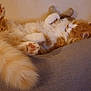 animal, cat, comfort, couch, cozy, cute, domestic_cat, feline, fluffy_tail, fur, home, indoor, orange_cat, paw, pet, relaxed, resting, sleeping, soft, whiskers