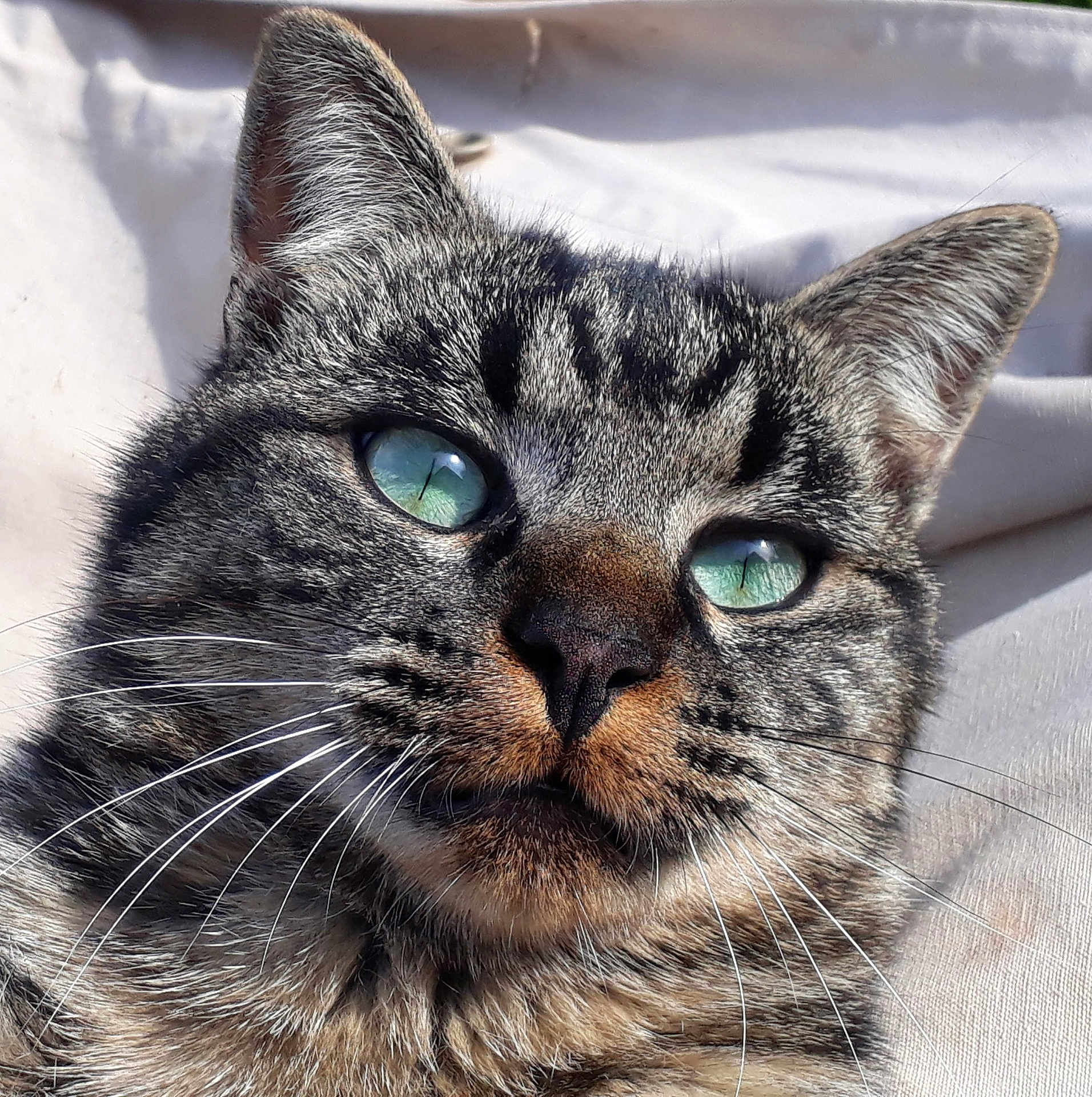 Léo participe au concours pour gagner de l'argent avec cette photo : cat, tabby_cat, close_up, green_eyes, whiskers, fur, pet, animal, portrait, indoor, relaxed, feline, face, cute, domestic_animal, mammal, striped, looking_away, soft_background, sunlight