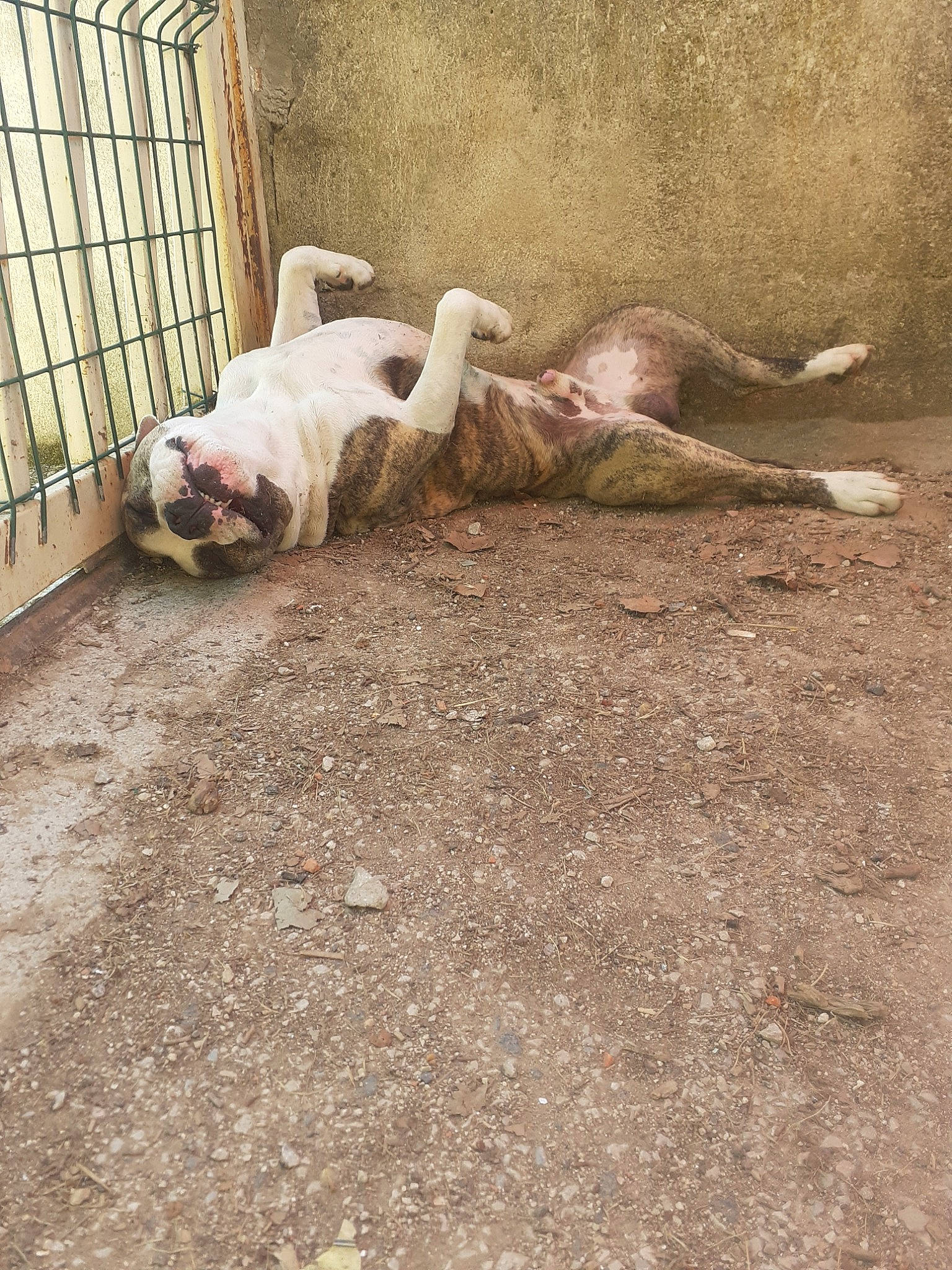 Mastoc a rejoint le concours — aidez-le/la à gagner de superbes lots ! american_bulldog, american_pit_bull_terrier, animal_shelter, boxer, bulldog, canidae, carnivore, dog, dog_breed, dogo_argentino, fawn, nap, non_sporting_group, olde_english_bulldogge, puppy, sleep, street_dog, tail