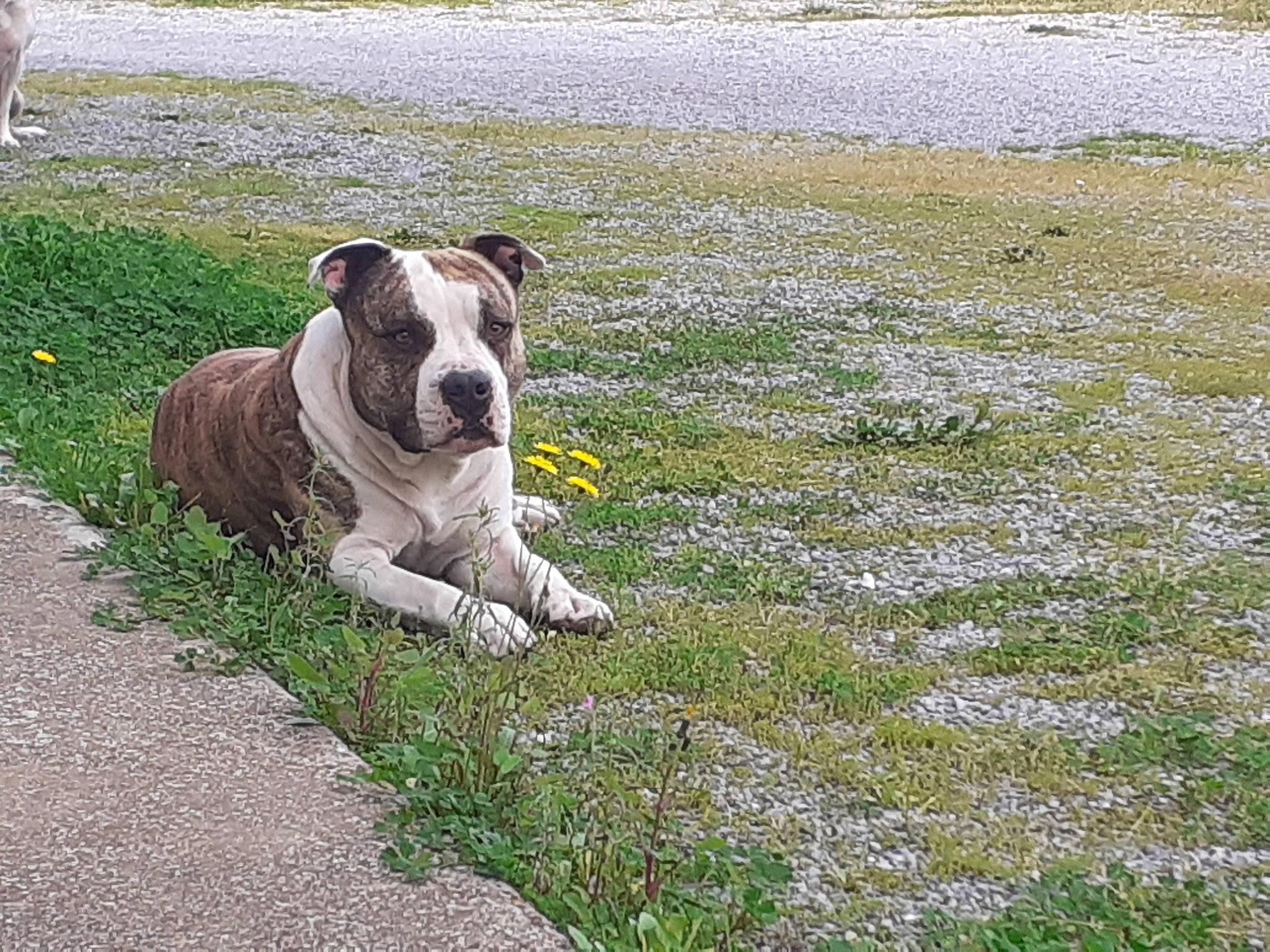 Mastoc participe au concours pour gagner de l'argent avec cette photo : american_bulldog, american_staffordshire_terrier, australian_bulldog, bulldog, canidae, carnivore, companion_dog, dog, dog_breed, dorset_olde_tyme_bulldogge, fawn, grass, mammal, non_sporting_group, old_english_bulldog, olde_english_bulldogge, rare_breed_dog, snout, sporting_group, vertebrate