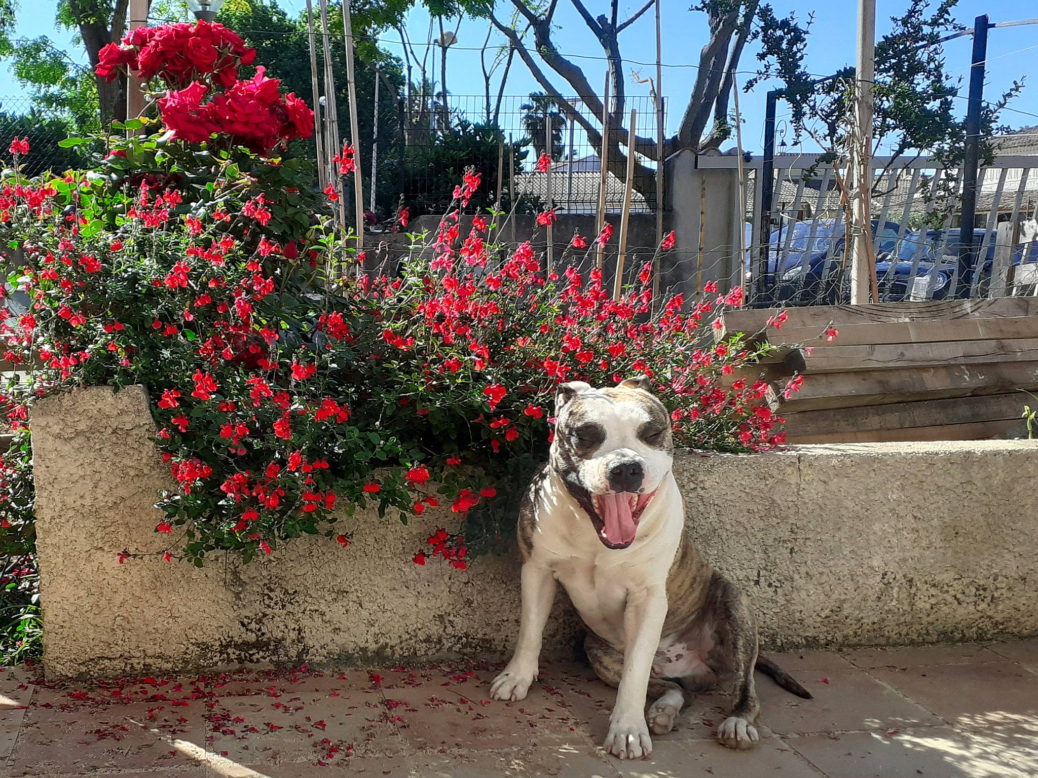 Mastoc a rejoint le concours — aidez-le/la à gagner de superbes lots ! american_bulldog, american_staffordshire_terrier, bulldog, canidae, carnivore, companion_dog, dog, dog_breed, fawn, flower, mammal, non_sporting_group, pit_bull, plant, sidewalk, sporting_group, spring, street, tree, vertebrate