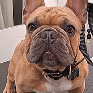 Rocky Bowboa is registered to the contest to win money with this photo: dog, french_bulldog, pet, animal, sitting, portrait, close_up, wrinkles, ears, brown_coat, collar, dog_tag, white_chest, indoors, grooming_salon, floor, background, front_facing, alert, funny_expression