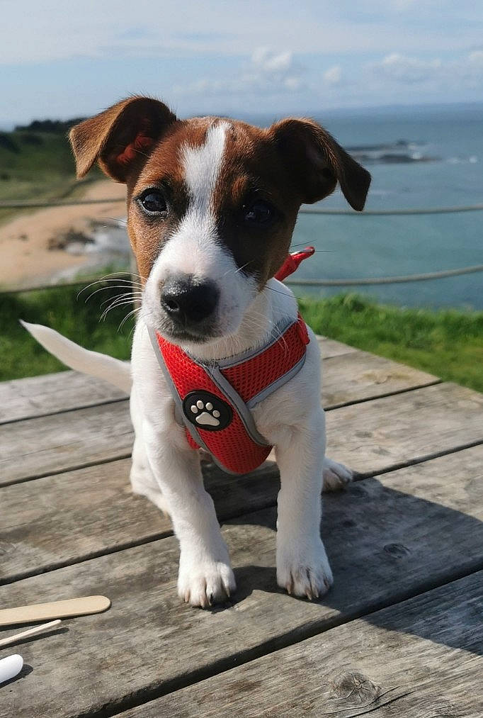 Django is registered to the contest to win money with this photo: carnivore, cloud, collar, companion_dog, dog, dog_breed, dog_collar, fawn, hunting_dog, irishjacks, pet_supply, plant, sky, snout, sporting_group, terrier, water, whiskers, wood, working_animal