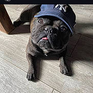 Pablo participe au concours pour gagner de l'argent avec cette photo : dog, french_bulldog, cap, hat, floor, wooden_floor, pet, animal, tongue_out, sunlight, indoor, looking_up, black_dog, cute, canine, small_dog, portrait, laying_down, hat_logo, domestic_animal