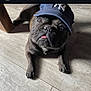dog, french_bulldog, cap, hat, floor, wooden_floor, pet, animal, tongue_out, sunlight, indoor, looking_up, black_dog, cute, canine, small_dog, portrait, laying_down, hat_logo, domestic_animal