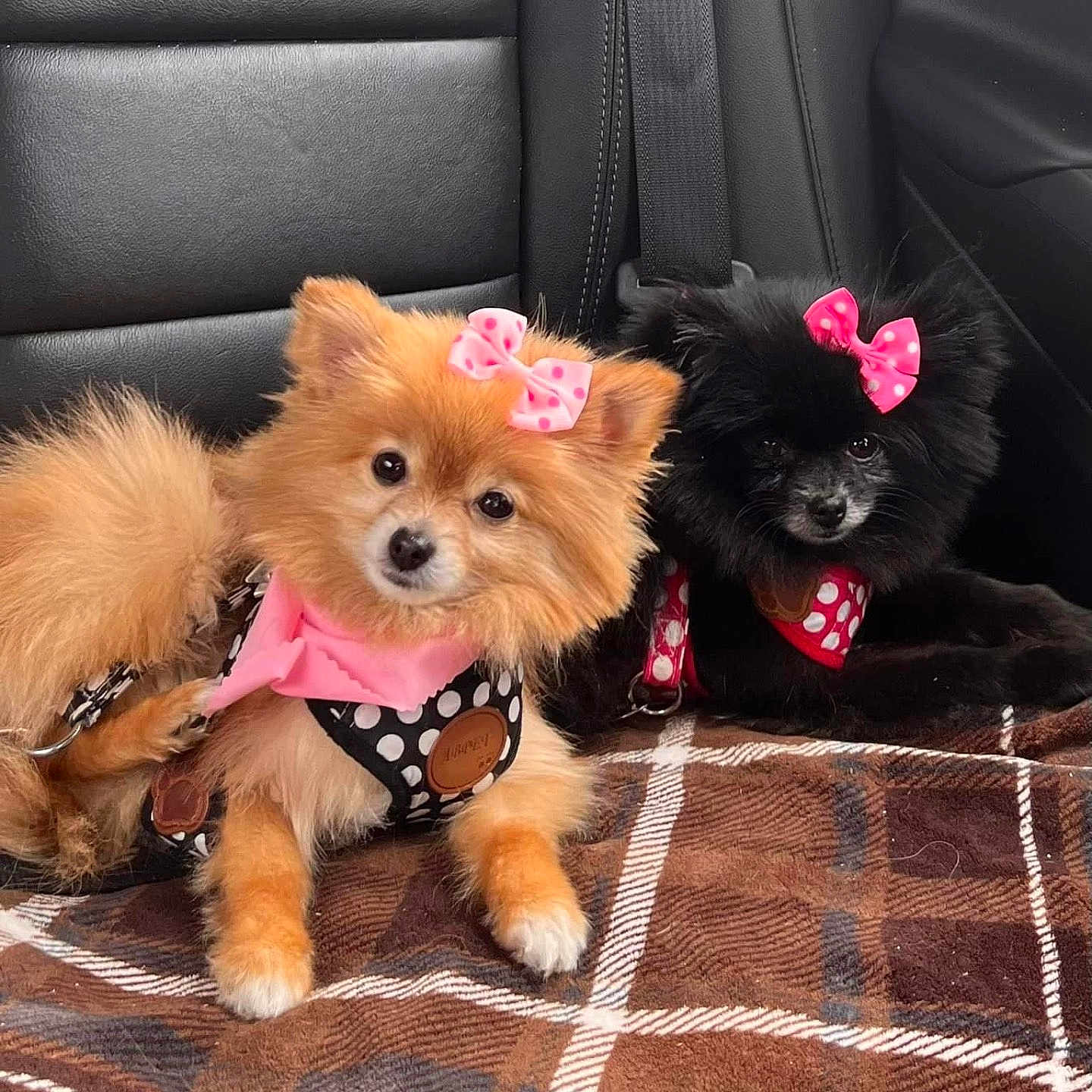 Smokie And Bandit is registered to the contest to win money with this photo: accessory, animal, black_dog, blanket, bow, brown_dog, car_seat, companion, cute, cute_pet, dog, fur, harness, indoors, pet, pink_bow, plaid, pomeranian, resting, small_dog