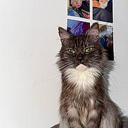 Mia a rejoint le concours — aidez-le/la à gagner de superbes lots ! cat, long_hair, fluffy, gray_cat, white_chest, white_paws, green_eyes, whiskers, portrait, sitting, indoors, wall, photo_collage, home, pet, fur, ears, close_up, direct_gaze, cozy