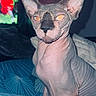 cat, sphynx_cat, hairless, pet, animal, portrait, close_up, large_ears, golden_eyes, wrinkled_skin, sitting, bed, bedroom, indoors, bedding, cushion, blue, television, flash_photography, domestic_animal