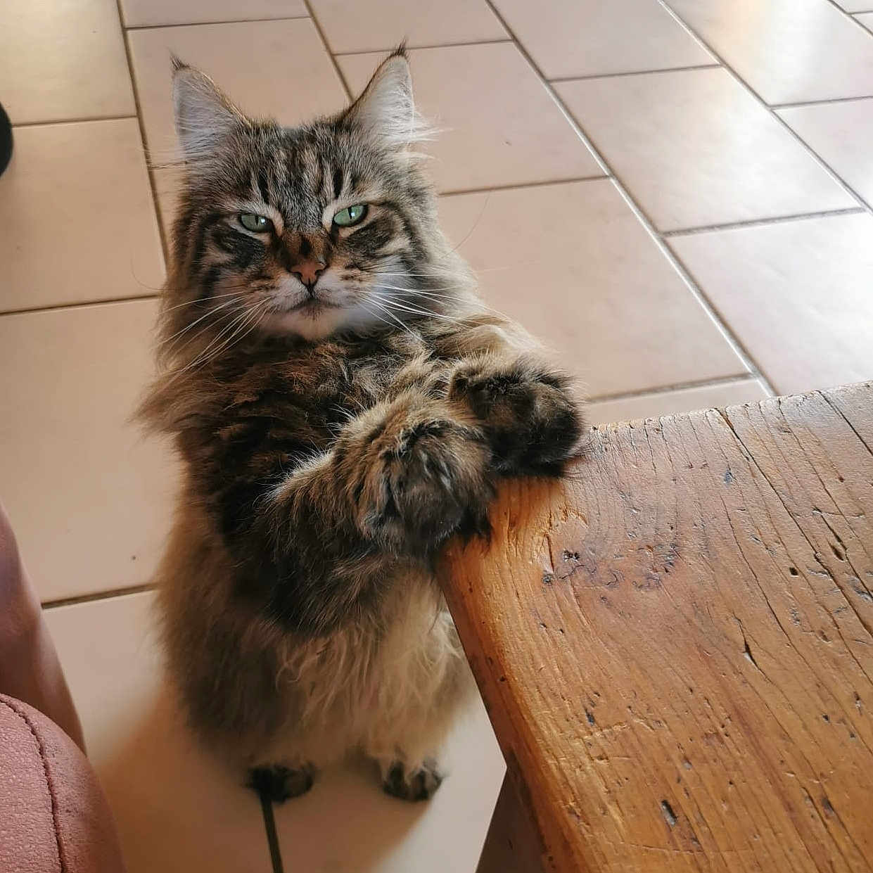 Joey participe au concours pour gagner de l'argent avec cette photo : cat, tabby, fluffy, pet, indoor, wooden_table, tile_floor, paws, feline, fur, green_eyes, whiskers, domestic_animal, curious, animal, close_up, standing, looking, mammal, cute