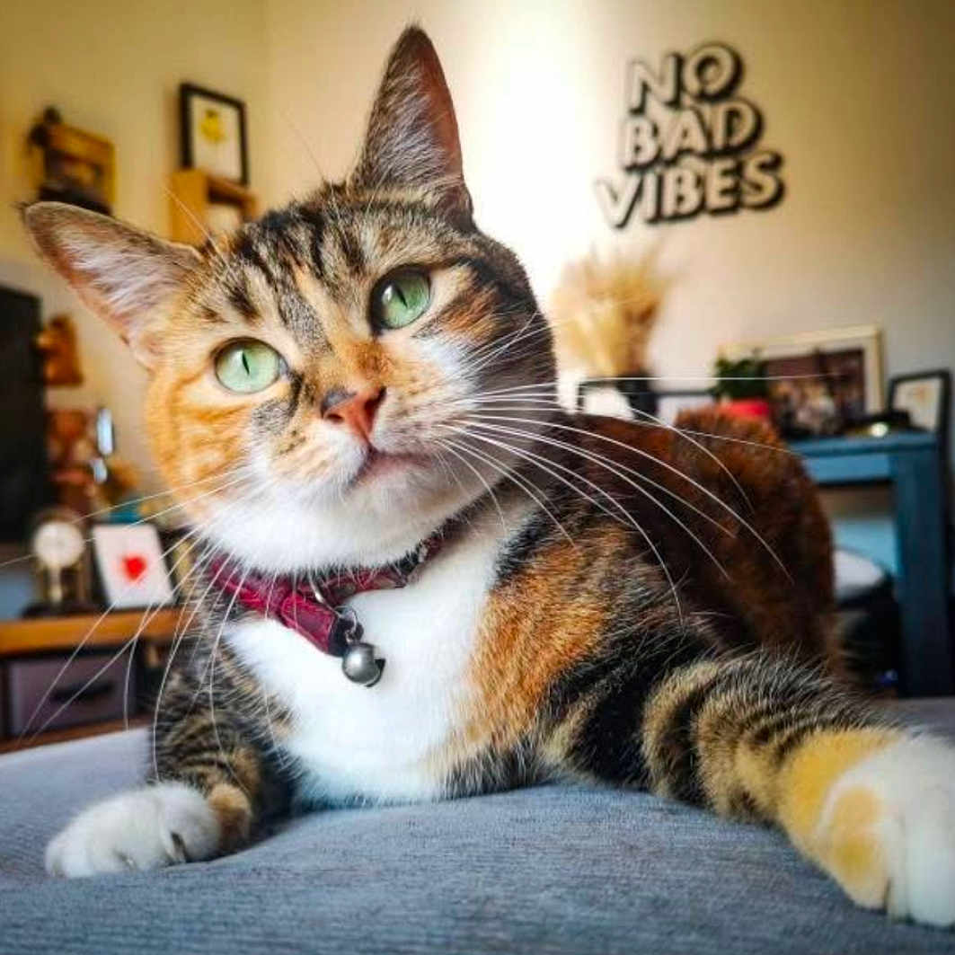 Pépite participe au concours pour gagner de l'argent avec cette photo : bell, cat, close_up, collar, cute, fur, green_eyes, indoor, living_room, no_bad_vibes_sign, paws, photo_frame, plant, portrait, relaxed, shelf, sofa, tabby_cat, wall_decor, whiskers