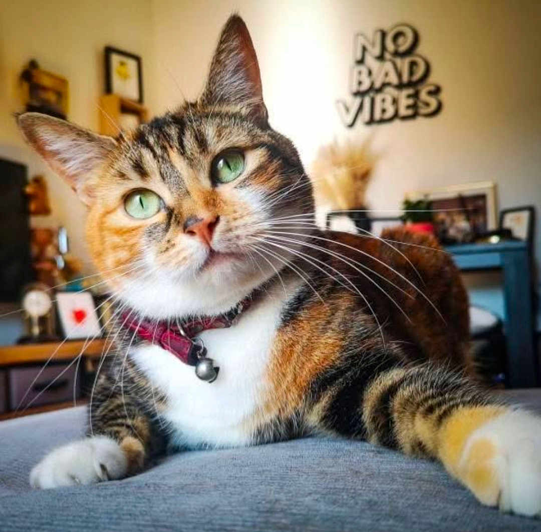 Pépite participe au concours pour gagner de l'argent avec cette photo : cat, tabby_cat, green_eyes, whiskers, collar, bell, paws, fur, close_up, portrait, indoor, living_room, sofa, wall_decor, no_bad_vibes_sign, photo_frame, shelf, plant, relaxed, cute