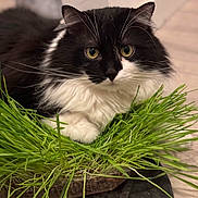 Booba a rejoint le concours — aidez-le/la à gagner de superbes lots ! cat, black_and_white, fluffy, grass, greenery, indoor, pet, whiskers, fur, curious, animal, closeup, portrait, eyes, relaxed, plant, domestic_cat, feline, soft_focus, background_blur