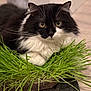 cat, black_and_white, fluffy, grass, greenery, indoor, pet, whiskers, fur, curious, animal, closeup, portrait, eyes, relaxed, plant, domestic_cat, feline, soft_focus, background_blur