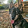 dog, animal, outdoor, nature, tree, leaves, harness, tongue_out, blue_eyes, pet, grass, daylight, wooden_pallet, canine, muzzle, ears, sitting, fur, playful, sunlight