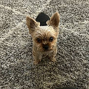 Dezel joined the competition — help win amazing prizes! dog, small_dog, yorkshire_terrier, carpet, indoor, pet, fur, ears, eyes, floor, texture, plastic_bottle, curious, animal, cute, standing, looking_up, domestic, household, furniture_edge