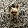 dog, small_dog, yorkshire_terrier, carpet, indoor, pet, fur, ears, eyes, floor, texture, plastic_bottle, curious, animal, cute, standing, looking_up, domestic, household, furniture_edge