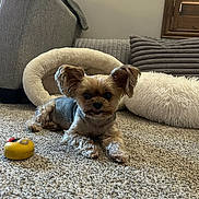 Harley joined the competition — help win amazing prizes! dog, small_dog, carpet, toy, dog_bed, cushion, indoor, pet, ears, fur, brown, grey, relaxed, laying, floor, home, cozy, window, wooden_frame, living_room