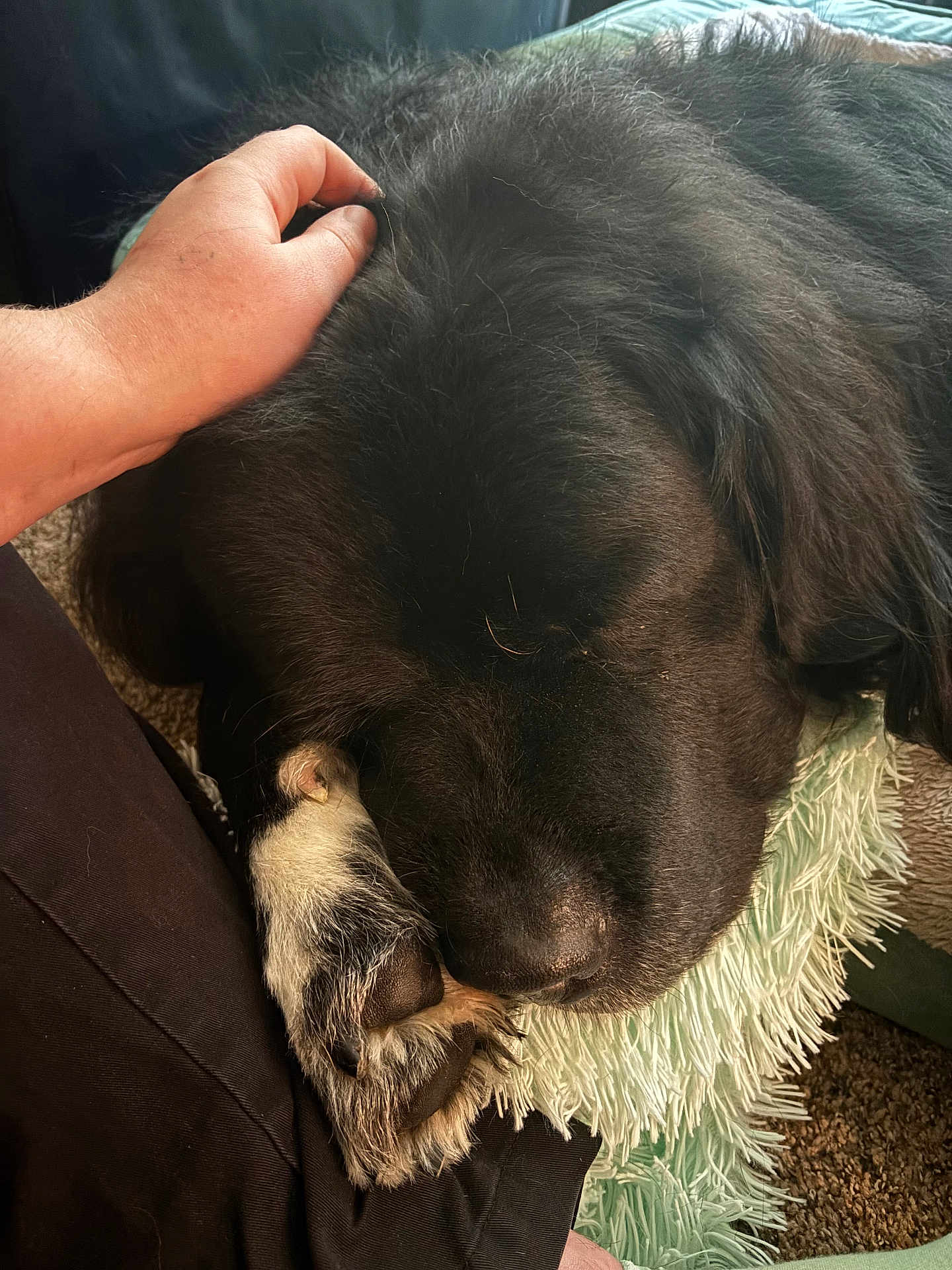 Bear