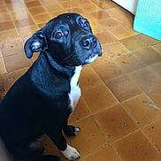 Black a rejoint le concours — aidez-le/la à gagner de superbes lots ! dog, black_dog, white_paws, white_chest, sitting, floor, tile_floor, indoor, looking_up, pet, animal, cute, ears, nose, eyes, canine, companion, waiting, domestic_animal, house