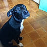 dog, black_dog, white_paws, white_chest, sitting, floor, tile_floor, indoor, looking_up, pet, animal, cute, ears, nose, eyes, canine, companion, waiting, domestic_animal, house