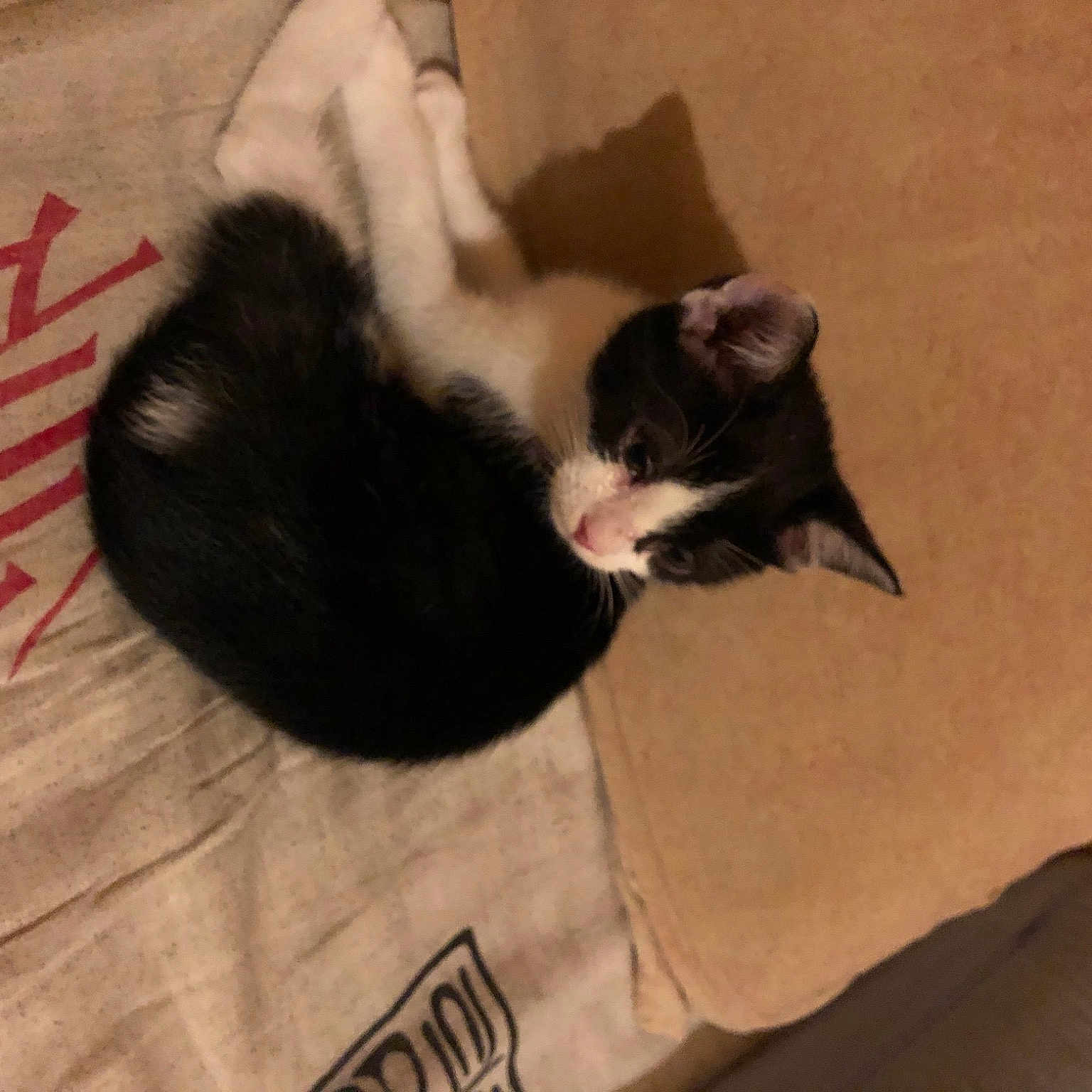 Bella participe au concours pour gagner de l'argent avec cette photo : box, carnivore, cat, claw, comfort, domestic_short_haired_cat, felidae, flooring, fur, hardwood, paw, small_to_medium_sized_cats, tail, whiskers, wood