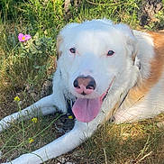 Tofoo participe au concours pour gagner de l'argent avec cette photo : dog, white_dog, brown_spots, tongue_out, grass, flowers, yellow_flowers, greenery, outdoor, nature, sunlight, happy_dog, canine, pet, animal, resting, summer, close_up, muzzle, collar